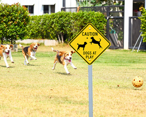 Caution Dogs At Play Signs