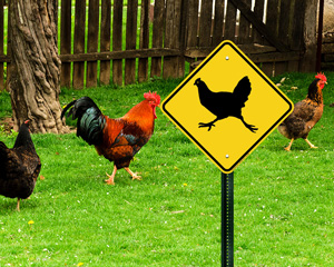 Chicken Crossing Sign