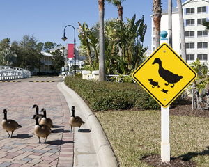Duck Crossing Signs