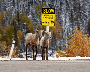 Wildlife Crossing Sign