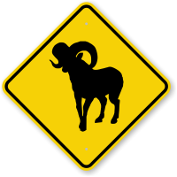 Bighorn Sheep